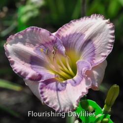 
Date: 2013-08-10
Photo courtesy of Flourishing Daylilies