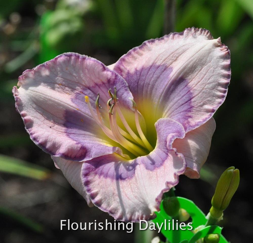Photo of Daylily (Hemerocallis 'Divine Whispers') uploaded by DaylilySLP