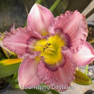 Photo courtesy of Flourishing Daylilies