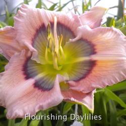 
Date: 2012-10-06
Photo courtesy of Flourishing Daylilies