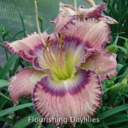 
Date: 2016-05-22
Photo courtesy of Flourishing Daylilies