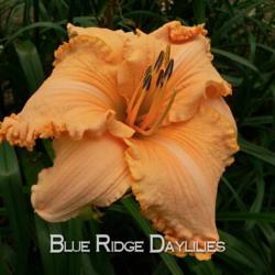 
Date: 2015-07-27
Photo courtesy of Blue Ridge Daylilies