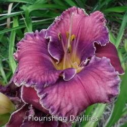 
Date: 2015-06-28
Photo courtesy of Flourishing Daylilies