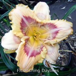 
Date: 2015-06-17
Photo courtesy of Flourishing Daylilies