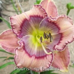 
Date: 2015-09-01
Photo courtesy of Flourishing Daylilies