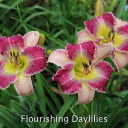 
Photo courtesy of Flourishing Daylilies