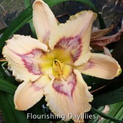 
Date: 2014-05-07
Photo courtesy of Flourishing Daylilies