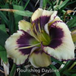 
Date: 2015-05-31
Photo courtesy of Flourishing Daylilies