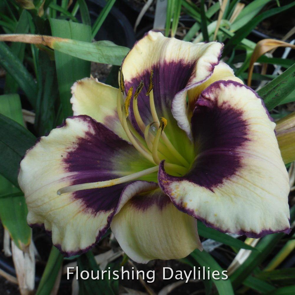 Photo of Daylily (Hemerocallis 'Magnet for Memories') uploaded by DaylilySLP