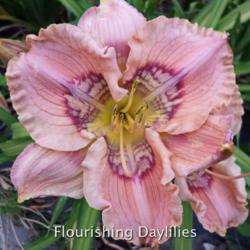 
Date: 2014-05-08
Photo courtesy of Flourishing Daylilies