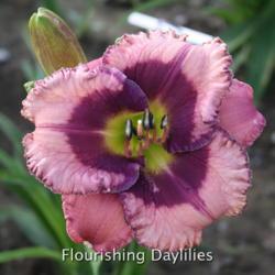 
Date: 2014-06-22
Photo courtesy of Flourishing Daylilies