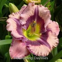 
Date: 2012-04-21
Photo courtesy of Flourishing Daylilies