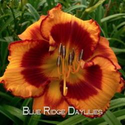 
Date: 2015-07-17
Photo courtesy of Blue Ridge Daylilies