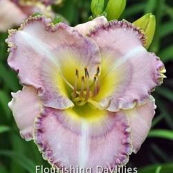 
Photo courtesy of Flourishing Daylilies