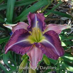 
Date: 2015-07-24
Photo courtesy of Flourishing Daylilies