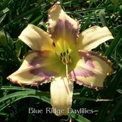 
Date: 2014-07-01
Photo courtesy of Blue Ridge Daylilies