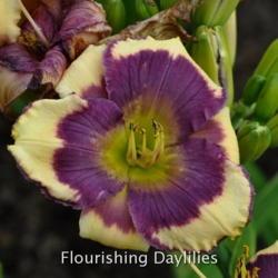 
Date: 2014-07-01
Photo courtesy of Flourishing Daylilies