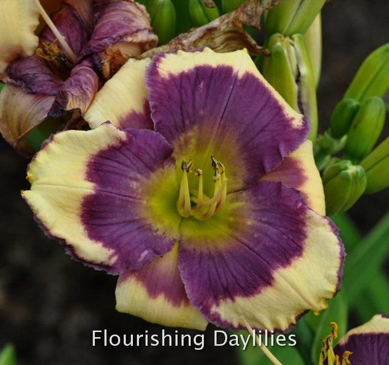Photo of Daylily (Hemerocallis 'Magnet for Memories') uploaded by DaylilySLP
