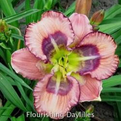 
Date: 2014-06-18
Photo courtesy of Flourishing Daylilies
