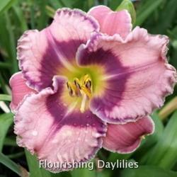 
Date: 2014-04-25
Photo courtesy of Flourishing Daylilies