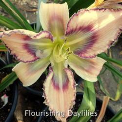 
Date: 2014-05-18
Photo courtesy of Flourishing Daylilies