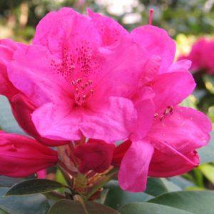 Photo of Rhododendron 'Anna Rose Whitney' uploaded by Joy