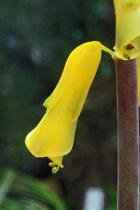 Photo of Cape Cowslip (Lachenalia aloides) uploaded by RuuddeBlock