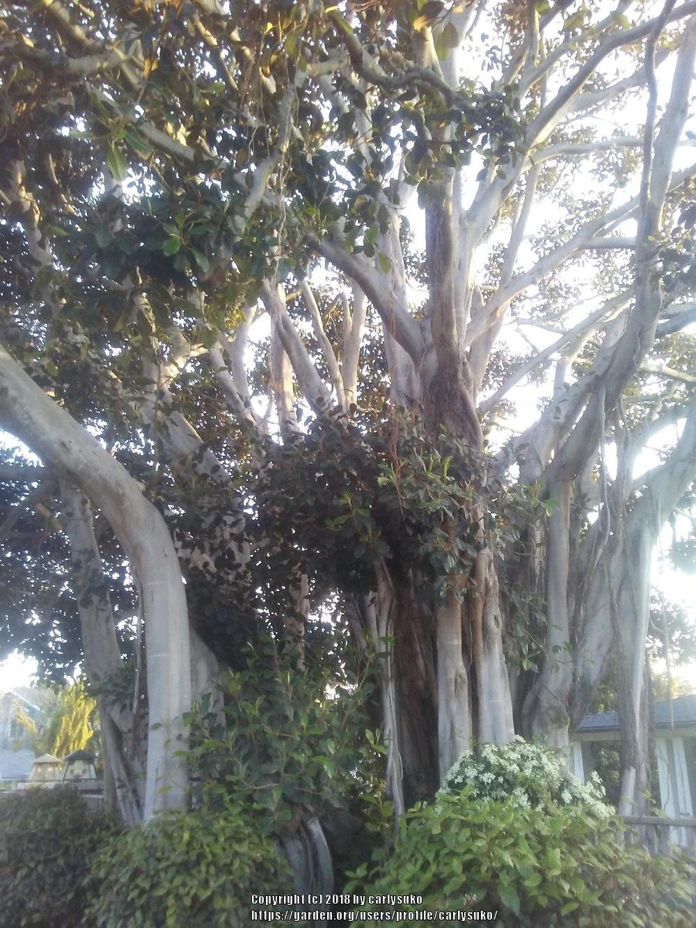 Photo of Moreton Bay Fig (Ficus macrophylla) uploaded by carlysuko