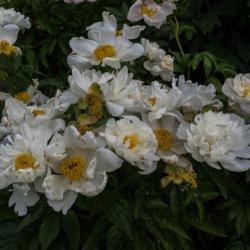 Location: Clinton, Michigan 49236
Date: 2016-06-09
"Paeonia 'Krinkled White', 2016, (3-SL-W) Chinese or lactiflora [