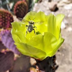 Location: Tucson, Arizona
Date: 2018-04-19
Leafcutter bee approaching a Santa-Rita Prickly Pear cactus flowe