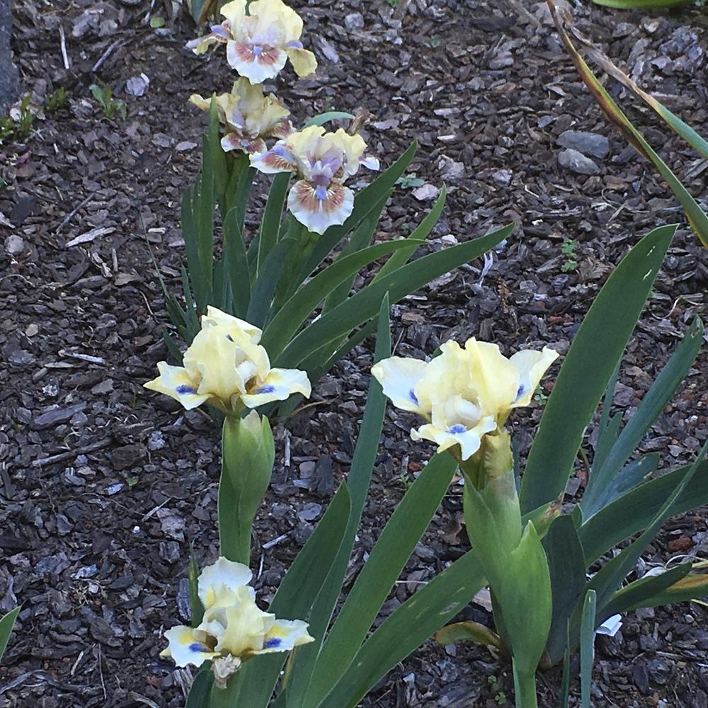 Photo of Standard Dwarf Bearded Iris (Iris 'Antsy') uploaded by lilpod13