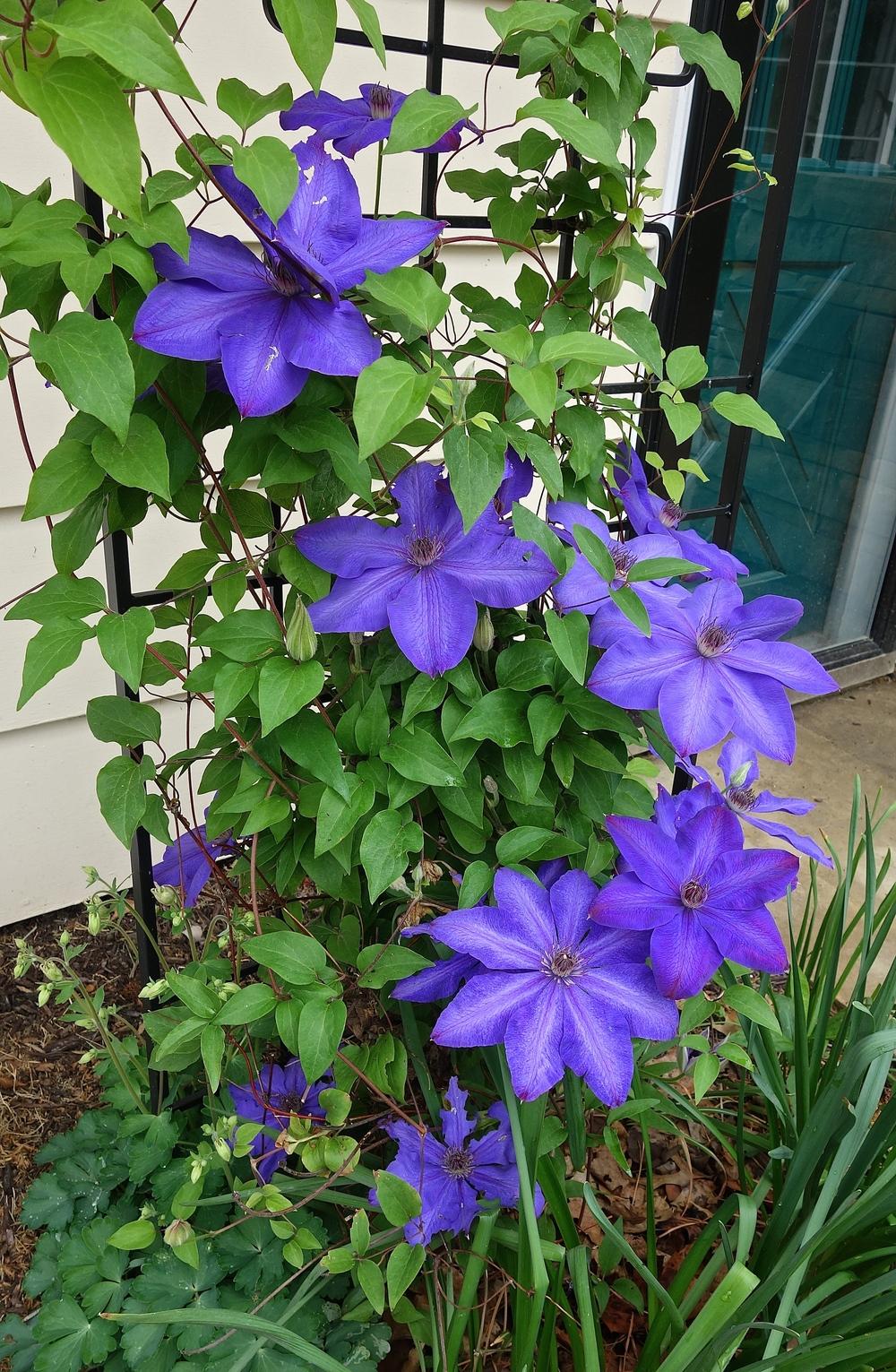 Photo of Clematis 'Elsa Spath' uploaded by mantisOH