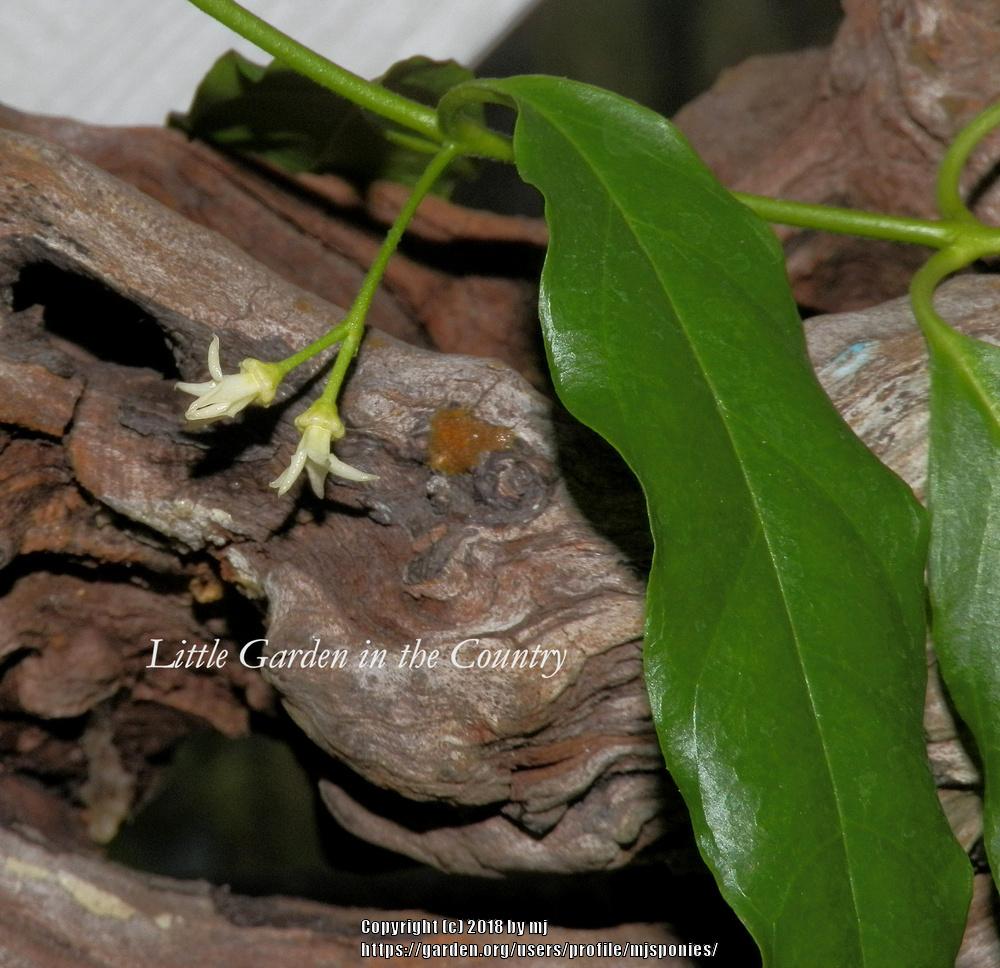 Photo of Wax Plant (Hoya papaschonii) uploaded by mjsponies