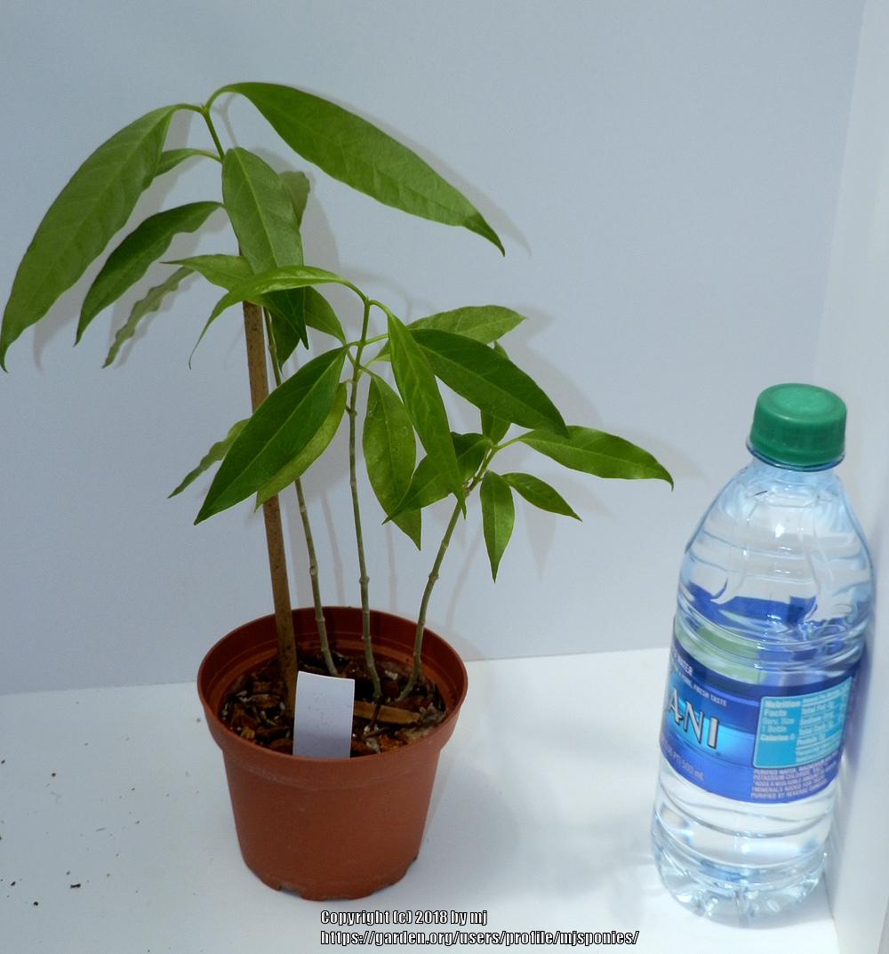 Photo of Wax Plant (Hoya papaschonii) uploaded by mjsponies