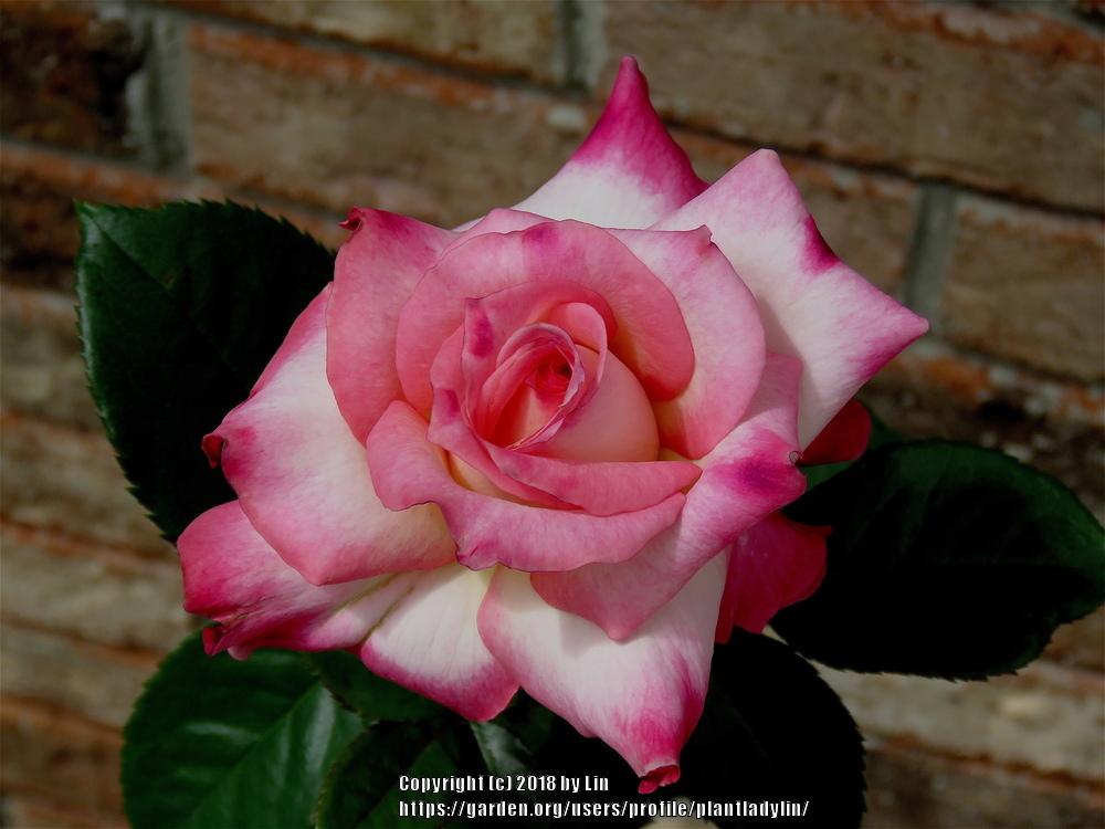 Photo of Rose (Rosa 'Kordes' Perfecta') uploaded by plantladylin