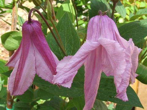 Photo of Clematis (Clematis integrifolia 'Alionushka') uploaded by Calif_Sue