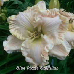 
Date: 2013-06-30
Photo courtesy of Blue Ridge Daylilies