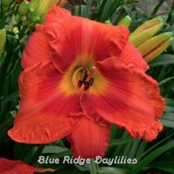 
Date: 2013-07-10
Photo courtesy of Blue Ridge Daylilies