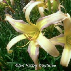 
Date: 2013-06-27
Photo courtesy of Blue Ridge Daylilies