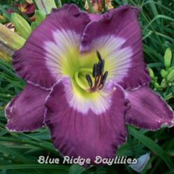 
Date: 2013-07-07
Photo courtesy of Blue Ridge Daylilies