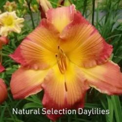 
Date: 2014-07-13
Photo courtesy of Natural Selection Daylilies
