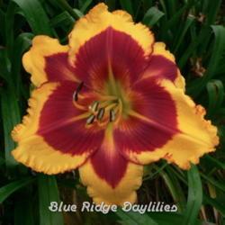 
Date: 2013-07-24
Photo courtesy of Blue Ridge Daylilies