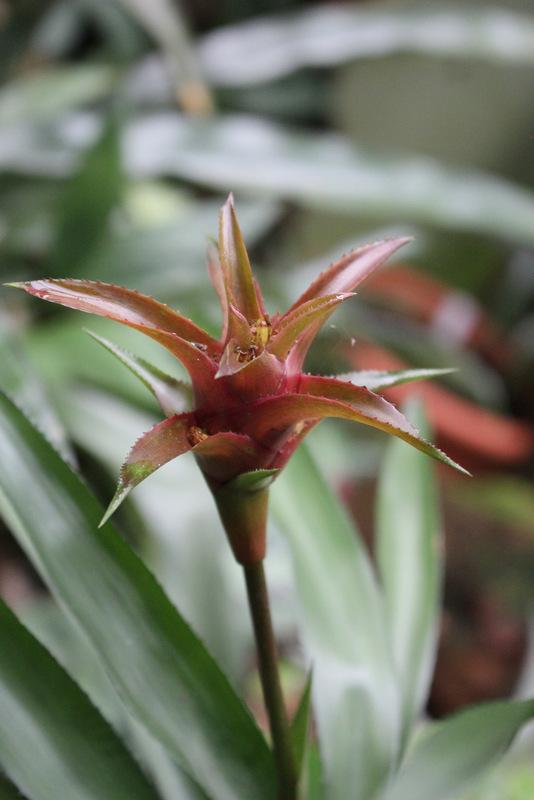 Photo of Bromeliad (Canistropsis billbergioides) uploaded by RuuddeBlock