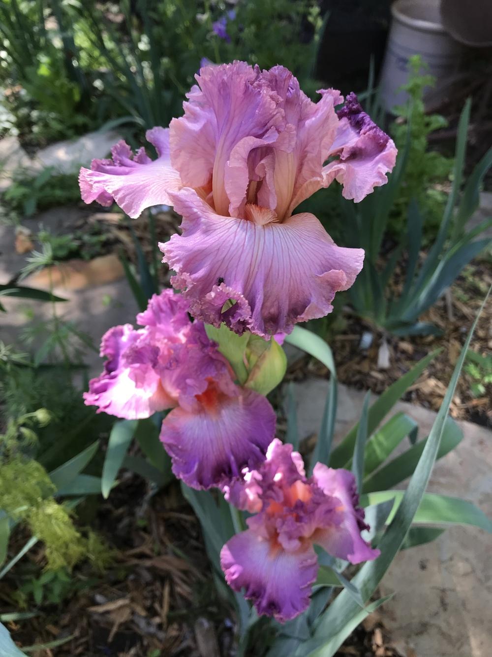 Photo of Tall Bearded Iris (Iris 'Social Graces') uploaded by TexasShellie