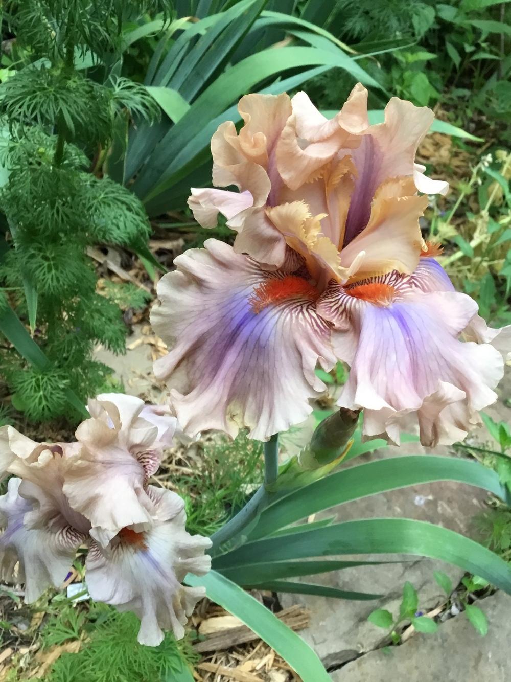 Photo of Tall Bearded Iris (Iris 'Coffee Trader') uploaded by TexasShellie