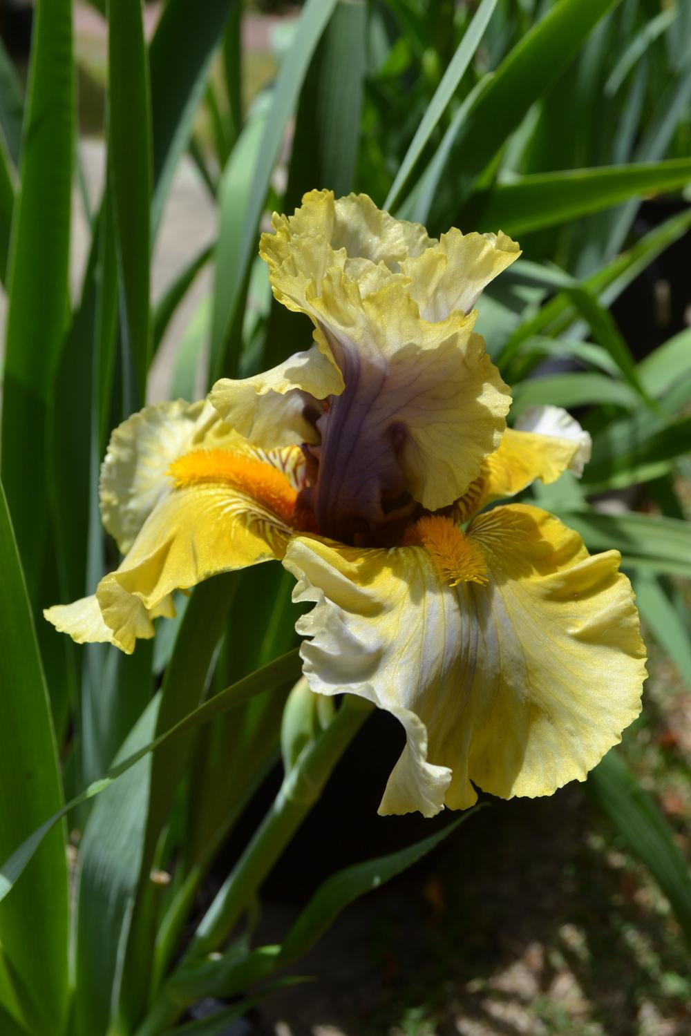 Photo of Tall Bearded Iris (Iris 'Secret Rites') uploaded by aikenforflowers
