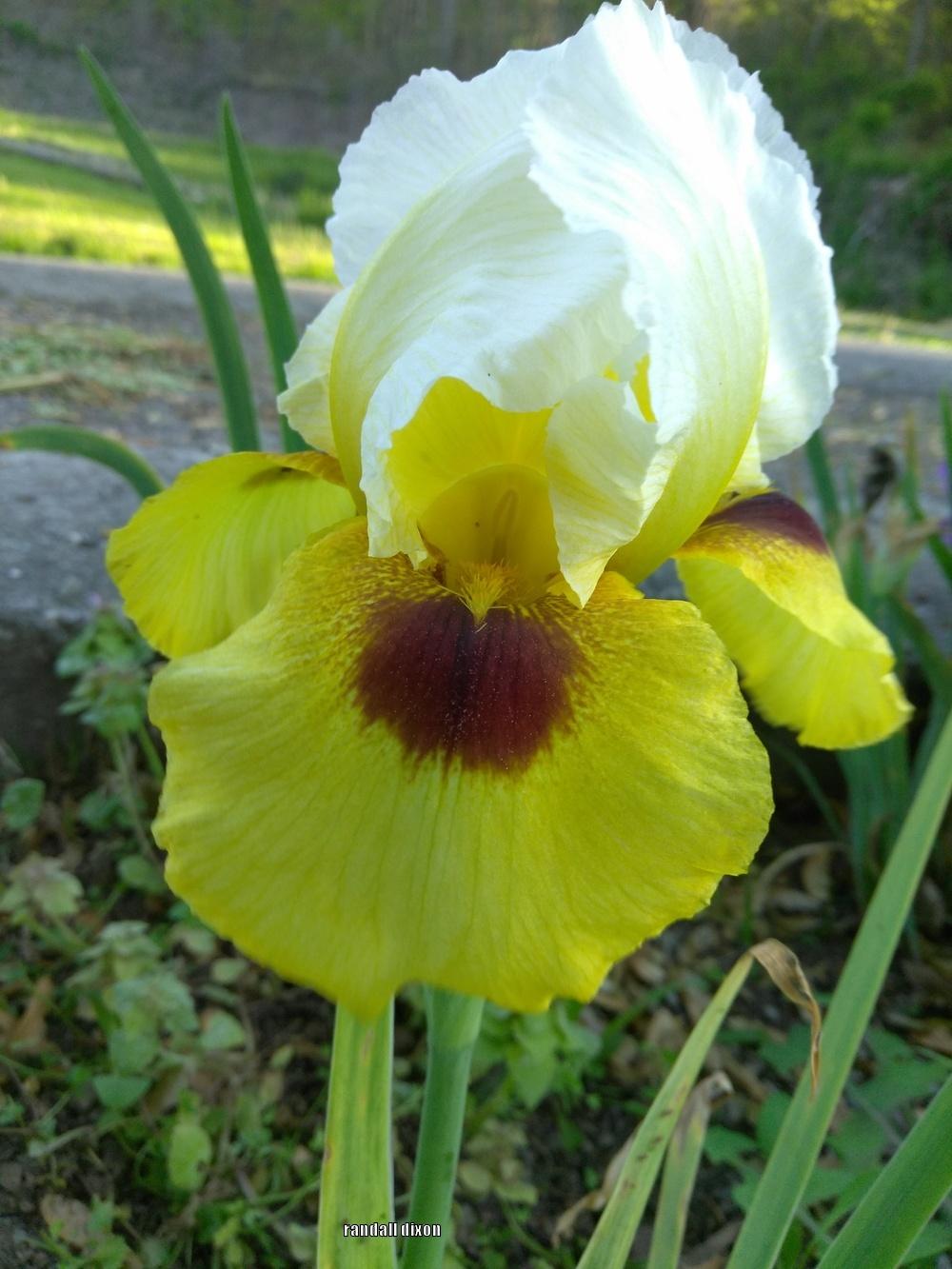 Photo of Arilbred Iris (Iris 'Burra Sahib') uploaded by arilbred