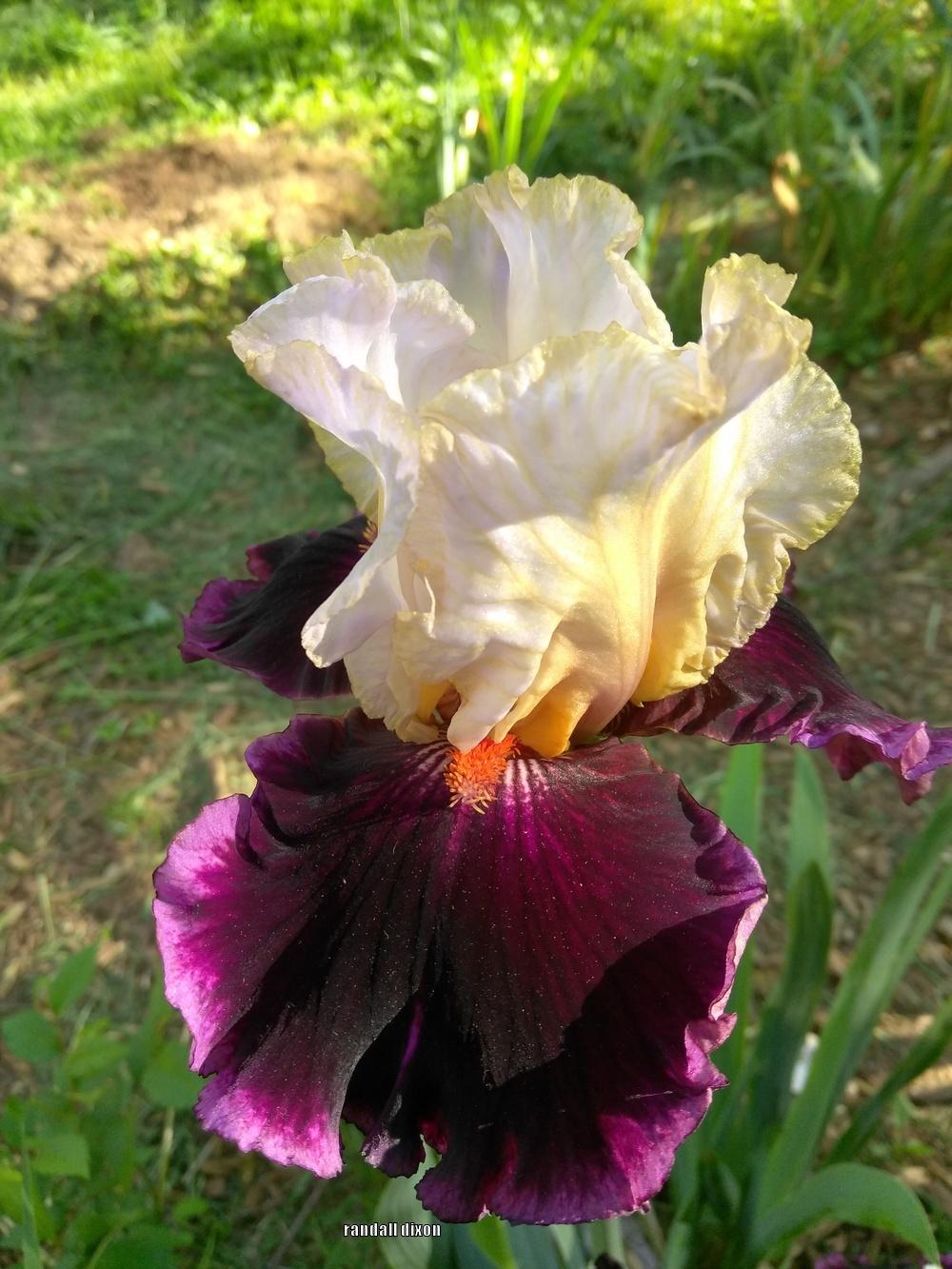 Photo of Tall Bearded Iris (Iris 'Raspberry Swirl') uploaded by arilbred