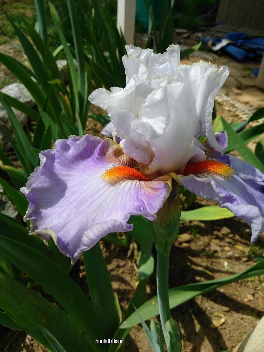 Photo of Tall Bearded Iris (Iris 'Wired') uploaded by arilbred