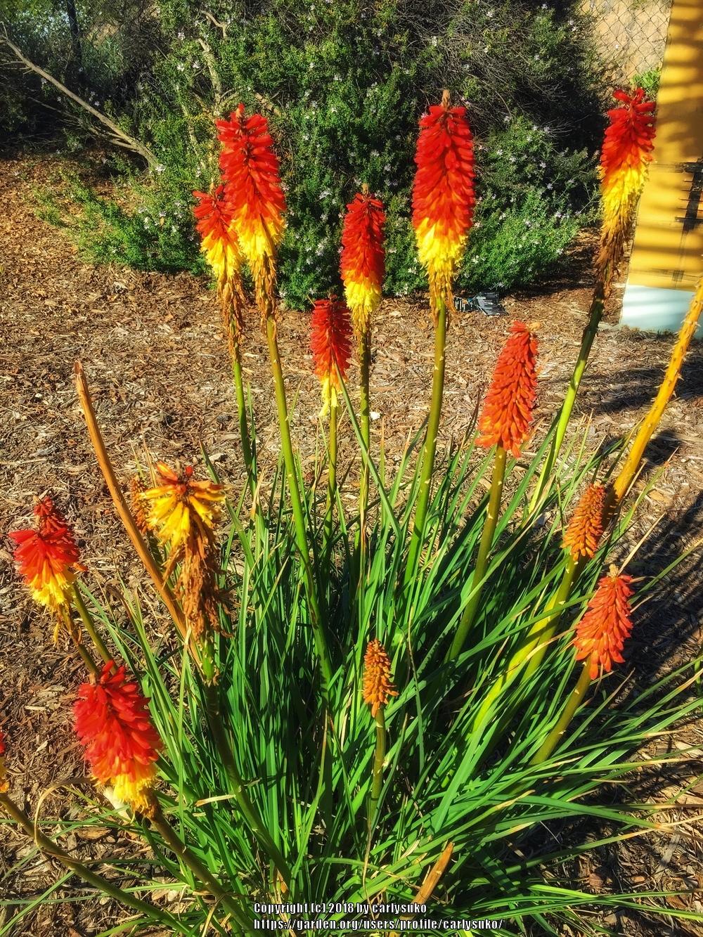 Photo of Torch Lilies (Kniphofia) uploaded by carlysuko
